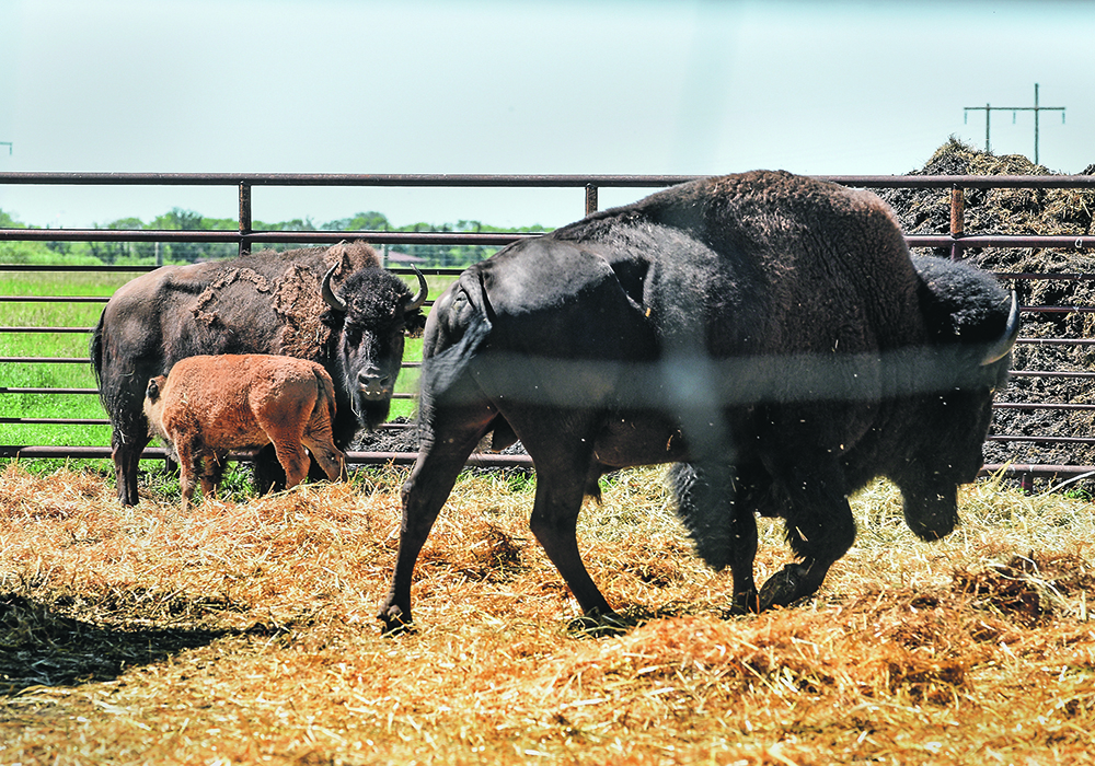 A bison handling consultant says adopting low-stress handling methods helped him double the processing rate with much less stress on animals and people.  |  File photo