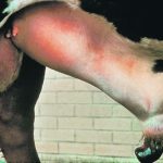 bull broken penis