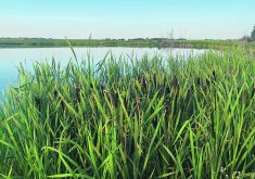 Certified Angus Beef says the Working Grasslands Conservation Initiative can help convey an environmental stewardship message to consumers.  |  File photo