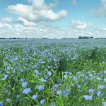 Canada exported 128,000 tonnes of flaxseed to the European Union last year, but EU restrictions could cause trade and market issues for flax growers. | File photo