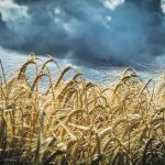 Malt barley yields are expected to be average to above-average in Alberta and Saskatchewan based on current conditions, but the quality of the barley crop is often determined by harvest weather. | File photo