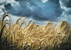 Malt barley yields are expected to be average to above-average in Alberta and Saskatchewan based on current conditions, but the quality of the barley crop is often determined by harvest weather.  |  File photo