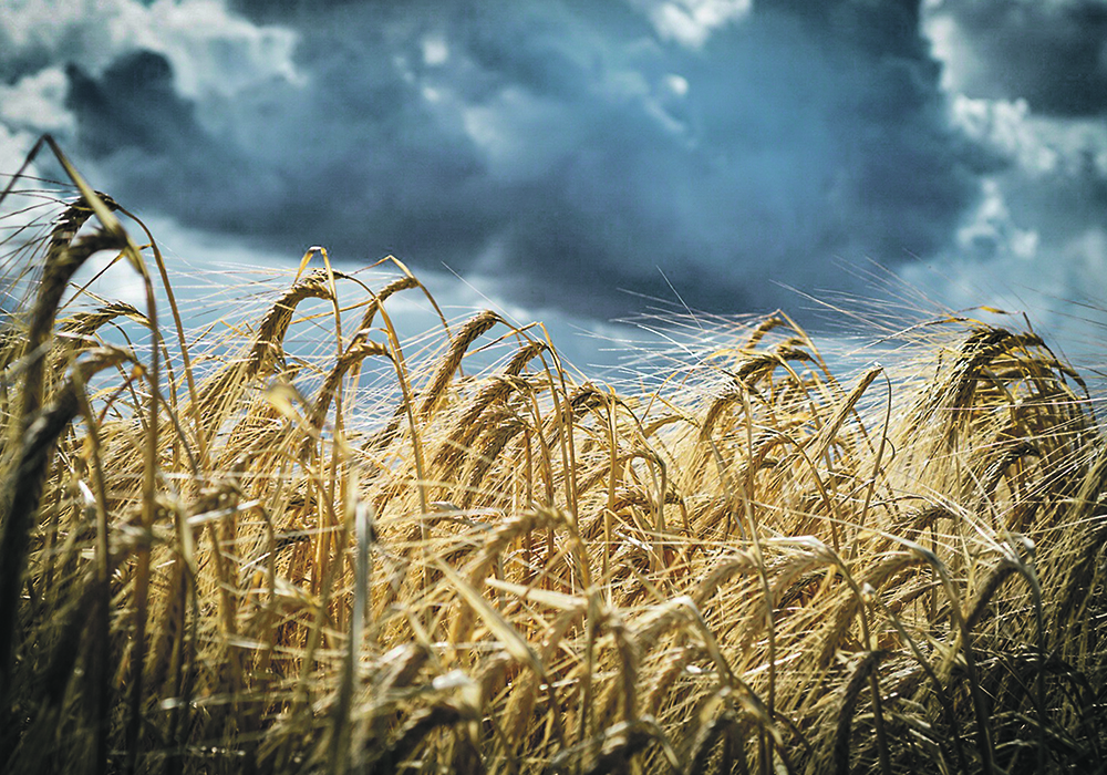 Malt barley yields are expected to be average to above-average in Alberta and Saskatchewan based on current conditions, but the quality of the barley crop is often determined by harvest weather.  |  File photo
