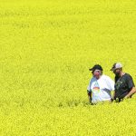Many farms are hiring farm management consultants to help ease the workload as they become larger. | File photo