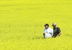 Many farms are hiring farm management consultants to help ease the workload as they become larger.  |  File photo