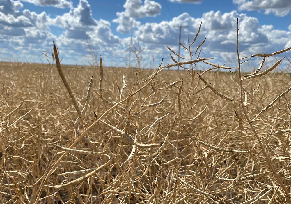 This year, unlucky producers that missed the rains are in the minority and largely forgotten. They don’t have to travel far to see crops much better than their own and that can actually make it more difficult to cope emotionally. | File photo