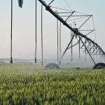 Irrigation management is one of the best ways to stem the spread of bacterial leaf streak. | File photo