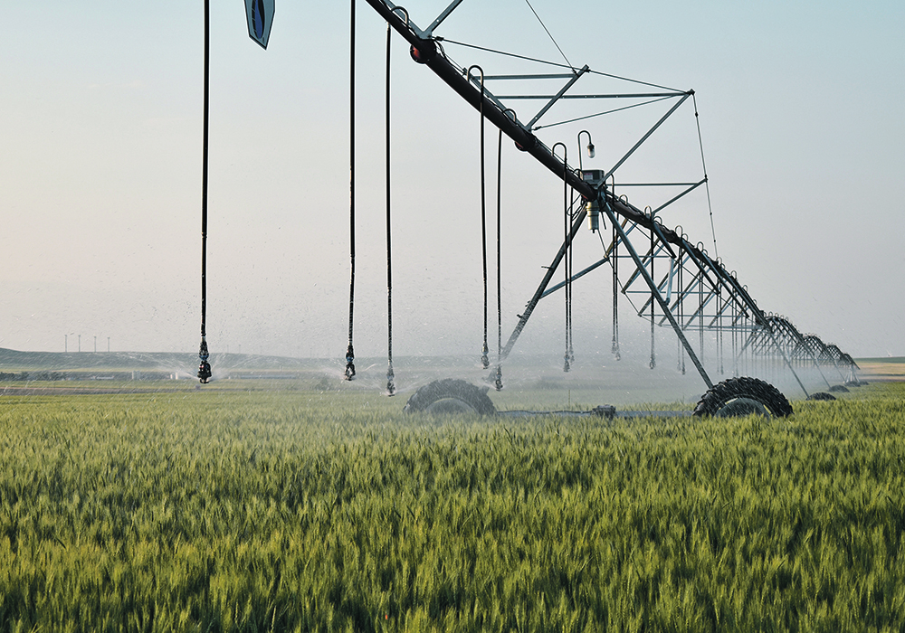Irrigation management is one of the best ways to stem the spread of bacterial leaf streak.  |  File photo