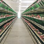 Avian flu cases have dropped off in Alberta since the heavy outbreak earlier this year, but the disease was detected on a commercial operation in the province last month. | File photo