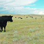 The South of the Divide Conservation Action Program Inc. will focus on preserving, restoring and improving pastureland. | File photo