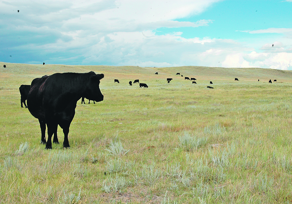 The South of the Divide Conservation Action Program Inc. will focus on preserving, restoring and improving pastureland.  |  File photo