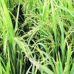 The research into rice production is driven by a desire to process the crop into made-in-Alberta food ingredients. | Reuters/ Erik De Castro photo