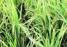 The research into rice production is driven by a desire to process the crop into made-in-Alberta food ingredients.  |  Reuters/ Erik De Castro photo