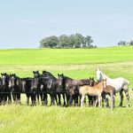 Aural plaques can occur in horses of any breed, colour, age or sex. | Jeannette Greaves photo