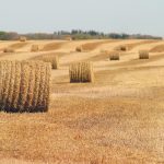 For the second straight year, the South Saskatchewan River Irrigation District No. 1 (SSRID) in Outlook, Sask., is co-ordinating a drop straw campaign for livestock producers who may face feed shortages this winter. | File photo