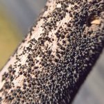 Researchers have sequenced 162 races of the blackleg pathogen that are prevalent in Western Canada and with that knowledge they hope to provide growers with new tools for better managing the disease. | File photo