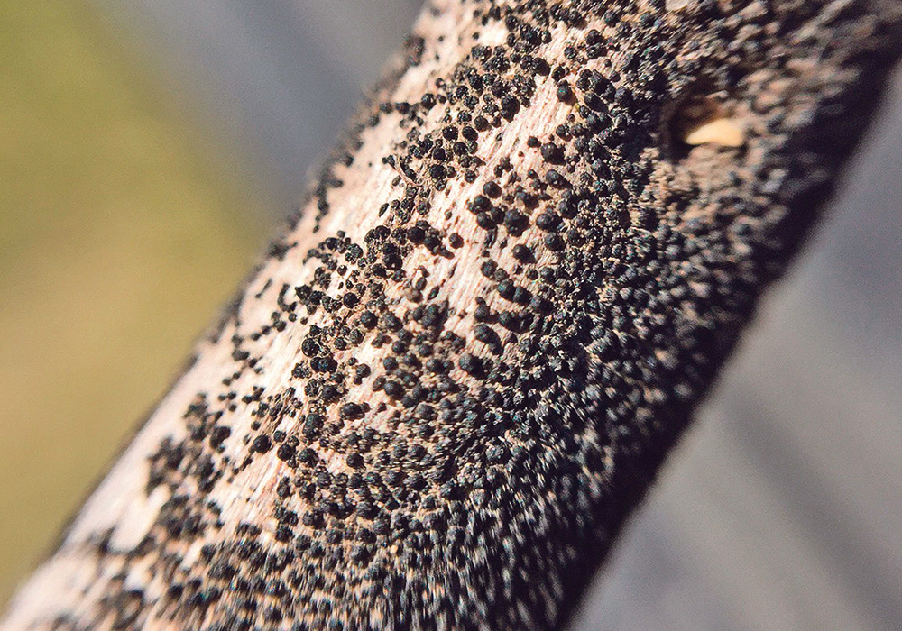 Researchers have sequenced 162 races of the blackleg pathogen that are prevalent in Western Canada and with that knowledge they hope to provide growers with new tools for better managing the disease. | File photo