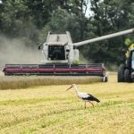 Storks walk next to a combine harvesting wheat in a field near the Russian village of Zghurivka Aug. 9. The U.S. Department of Agriculture is forecasting the lowest global wheat supplies in 14 years, although many analysts believe its Russian production estimate is far too low. | Reuters/Viacheslav Musiienko photo