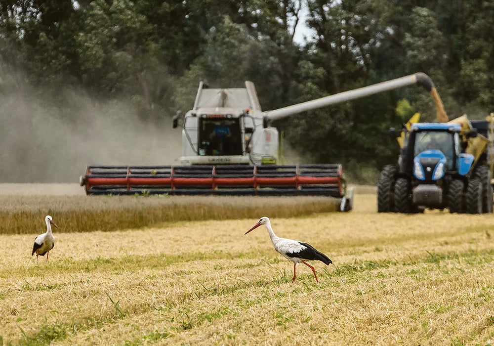 Storks walk next to a combine harvesting wheat in a field near the Russian village of Zghurivka Aug. 9. The U.S. Department of Agriculture is forecasting the lowest global wheat supplies in 14 years, although many analysts believe its Russian production estimate is far too low.  |  Reuters/Viacheslav Musiienko photo