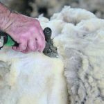 Canadian wool producers are joining a global effort to demand that the European Union’s proposed product environmental footprint include a level playing field between synthetic and natural fibres. | File photo