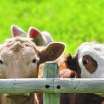 It was thought that a recent drop in feed prices might reduce beef production costs, but that will likely be offset by an expected decline in cattle numbers. | Wendy Dudley photo