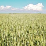 Corporate commitments to regenerative agriculture would suggest that the number of farms and acres following the practice is exploding. However, actual statistics remain difficult to find. | Jeannette Greaves photo