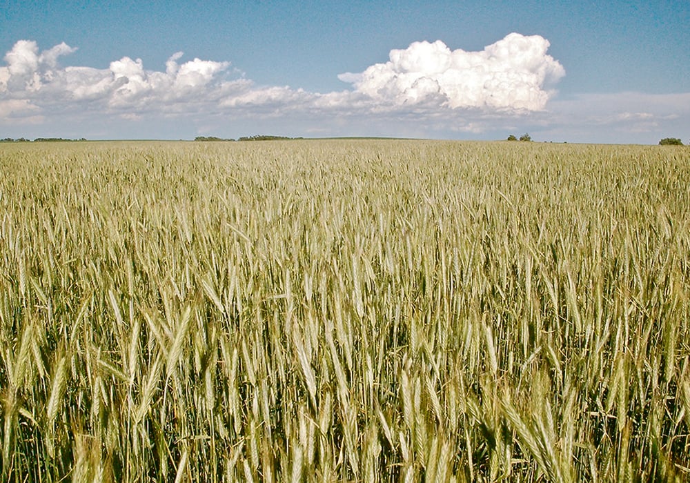Corporate commitments to regenerative agriculture would suggest that the number of farms and acres following the practice is exploding. However, actual statistics remain difficult to find.  |  Jeannette Greaves photo