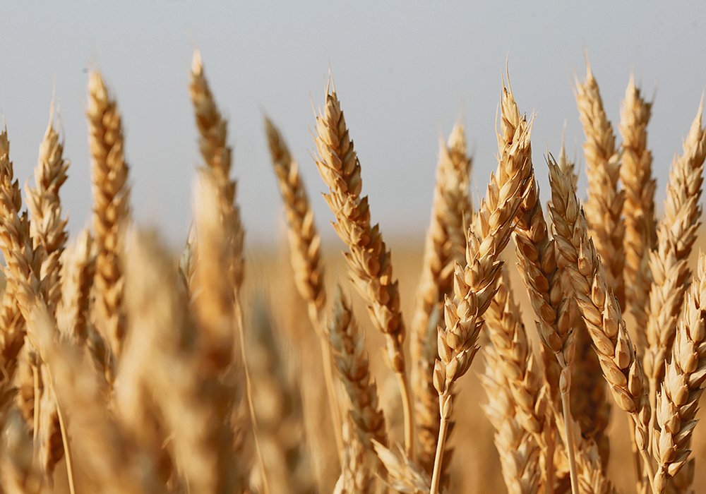 The company is forecasting a spring wheat yield of 53.3 bushels per acre, eclipsing the Olympic five-year average of 52.4 bu. per acre. | File photo