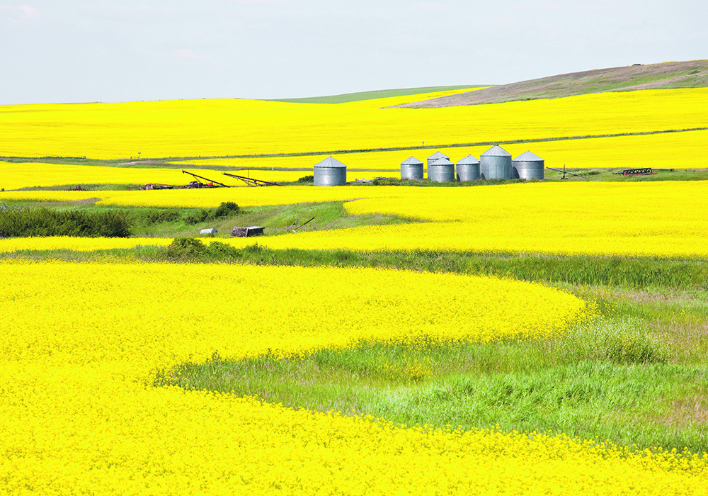 Renewable diesel capacity was estimated at 1.92 billion gallons per year in May, up from 1.75 billion gallons in January. Biodiesel capacity was estimated at 2.22 billion gallons, down from 2.26 billion gallons. Canadian canola is now approved as a feedstock for both types of fuel. | Getty Images