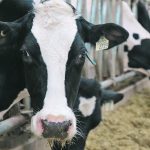 Clostridium perfringens A, also known as jejunal hemorrhagic syndrome, is primarily a disease seen in dairy cows in Canada. | File photo