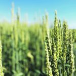 Argus Media’s five-day tour in early August estimates a spring wheat yield of 53.3 bushels per acre, eclipsing the Olympic five-year average of 52.4 bu. per acre. | Mike Raine photo