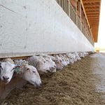 The North American Lamb Company (NALC) was formed in a 2018 merger between Alberta-based SunGold Specialty Meats and Manitoba’s Canada Sheep and Lamb Farms, with the capacity to annually process 80,000 animals. | Screencap via cansheepfarm.com