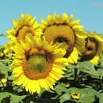Stronger sunflower demand has been driven by increased use of sunflower oil in the food industry as some processors move away from palm oil and more expensive olive oil. | File photo