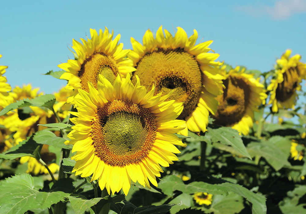 Stronger sunflower demand has been driven by increased use of sunflower oil in the food industry as some processors move away from palm oil and more expensive olive oil.  |  File photo