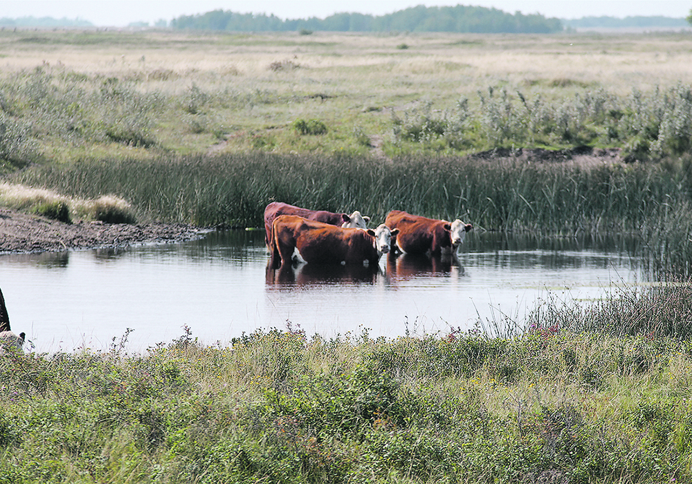 Farmers question why federal employees were testing dugout water last week in Saskatchewan.  |  File photo