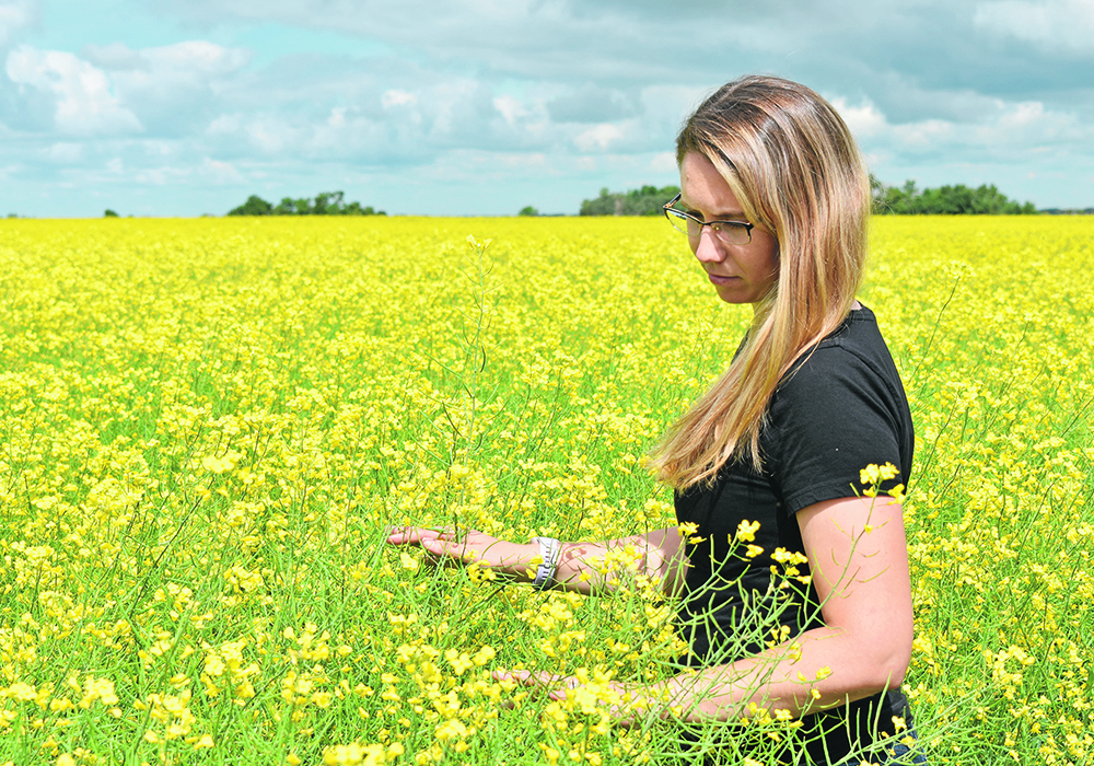 Andrea De Roo wades out into the canola trials conducted this year as part of a fundraiser organized by the curling club in Indian Head, Sask.  |  Braedyn Wozniak photo