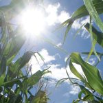 According to Agriculture Canada, global climate models confirm the future will be warmer with more extreme weather events. Climate records show that the Earth has been heating for the past century and 17 of the 18 warmest years have occurred since 2001. | File photo