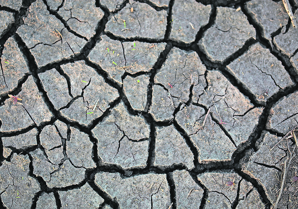 A recent study found that unpredictable climate variables including heat, drought and flood will be responsible for substantial impacts on crop growth, with the rise in average temperatures contributing to declines in soil moisture and threats to soil health.  |  File photo
