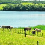 A professor from the University of Alberta says virtual fences should not replace physical perimeter fencing but may be useful in rotational grazing and keeping cattle out of certain parts of a pasture. | Jeannette Greaves photo