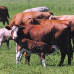 Summer pneumonia can affect calves as young as one to two weeks of age or cause problems later while on pasture, usually at less than three months of age. | File photo