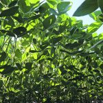 Light filters through a soybean canopy, showing how leaves in the same plant can receive different amounts of light. | RIPE/ Allie Arp photo