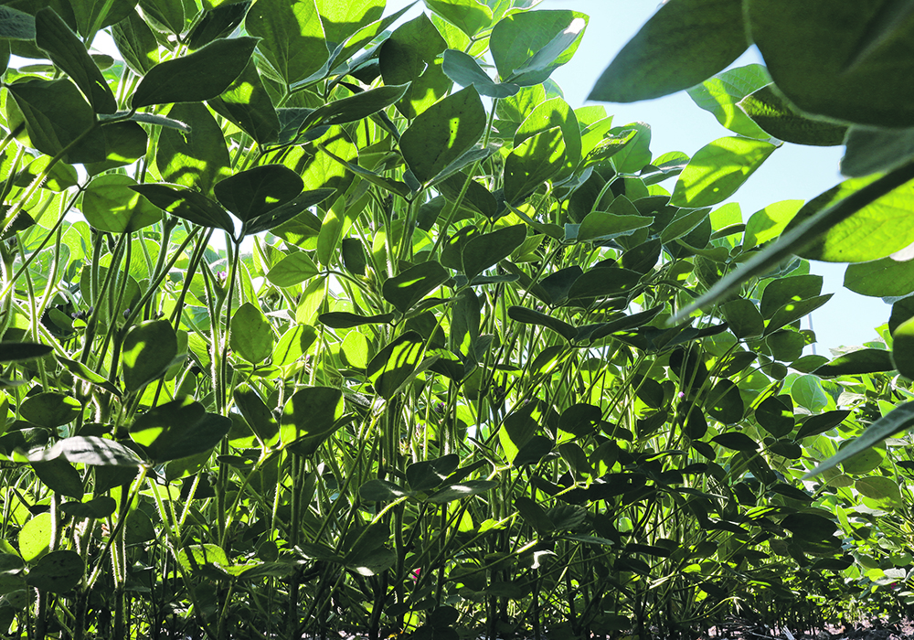 Light filters through a soybean canopy, showing how leaves in the same plant can receive different amounts of light. |  RIPE/ Allie Arp photo