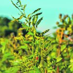 An Indian analyst believes India’s pigeon pea crop will be 3.6 to 3.9 million tonnes this year, which is much lower than the government target of 4.55 million tonnes. | Getty Images