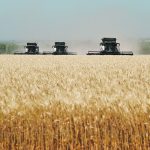 Combines harvest wheat in a field in Russia’s Rostov Region in July. The country’s farmers are expected to harvest 88 million tonnes of wheat this year. | Reuters/ Sergey Pivovarov photo