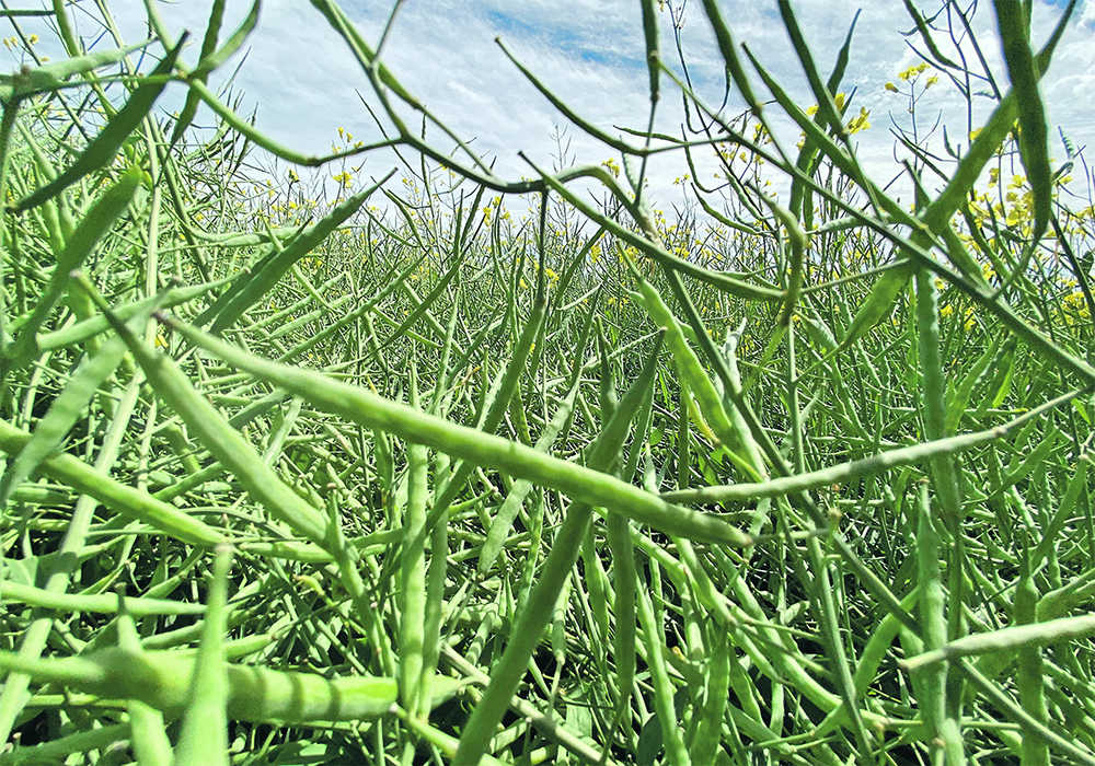 There is every reason to be hopeful for higher canola prices this fall and winter, but many variables are at play and it can be hard to factor in all of them.  |  Mike Raine photo