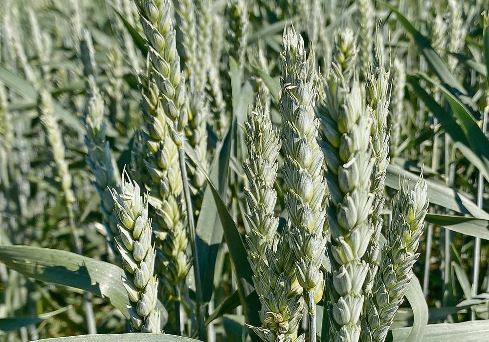 Officials say if members of the Alberta Wheat Commission and Alberta Barley approve the merger of their organizations, it will mark a groundbreaking departure from the typical practice in Western Canada of commissions only focusing on one crop.  |  Mike Raine photo
