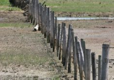 The government is not identifying which type of animal is involved, saying only ruminants, to help protect the identity of the operator. However, they were not cattle. | File photo