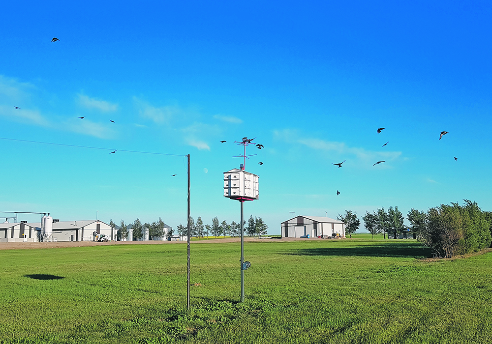 The number of purple martins on Joe Kleinsasser’s farm near Kindersley, Sask., has increased to 61 pair and 227 young this year from four pair in 2017.  |  Joe Kleinsasser photo