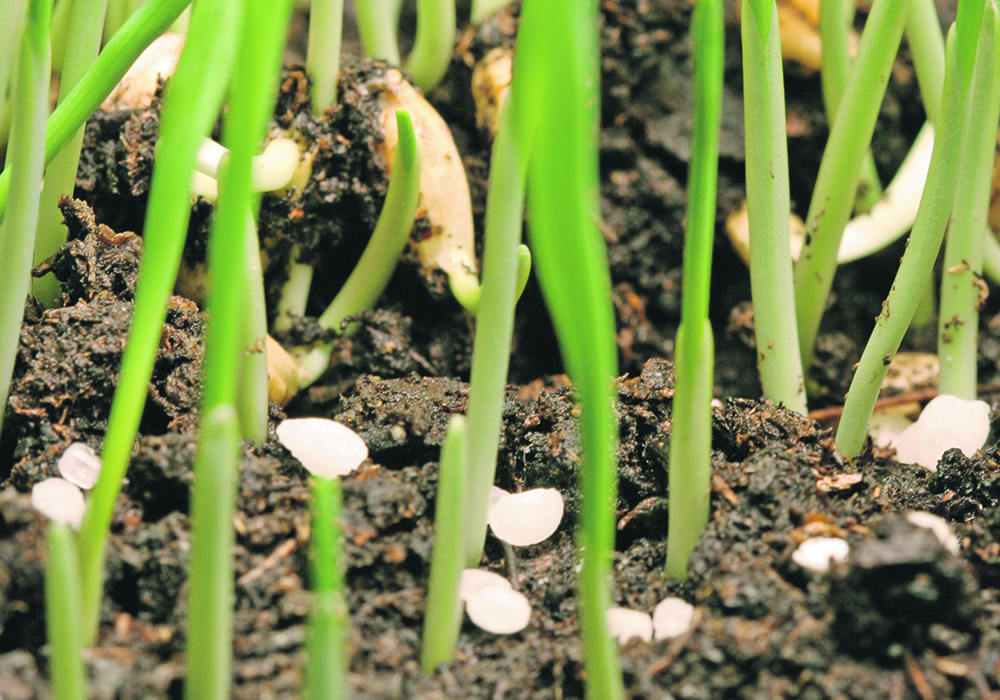 Manish Raizada of the University of Guelph says the discussion around fertilizer and emissions is advancing a viewpoint where farmers and nitrogen are viewed as threats to society. | File photo