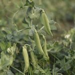 Growth in green pea production has been phenomenal, said Pritesh Nandu, partner of the Himatlal Hirji & Co., a pulse wholesaler in Navi Mumbai, India. | Getty Images